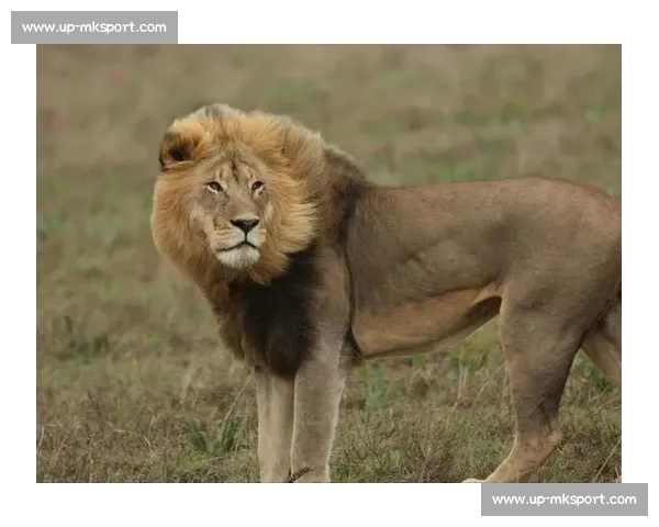 南非雄狮碾压野蛮人队，友谊赛狂揽 35 分创纪录